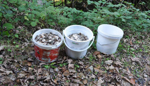 Göbələk yığmağa gedən kəndlilər 3 vedrə pul tapdılar FOTO