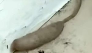 Bu qəribə varlığın görüntüləri hər kəsi dəhşətə gətirdi - VİDEO