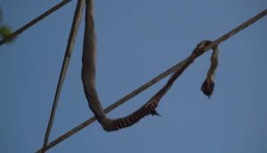 İlan quşları ovlamaq üçün elektrik dirəyinə dırmaşdı - Yüzlərlə volt cərəyan ... / VİDEO