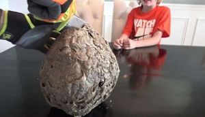 Arı yuvasını kəsdilər və içindən çıxanlar - FOTOLAR