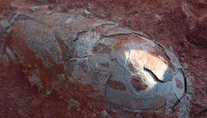 Yeri qazan fəhlələr həyatlarının şokunu yaşadılar - VİDEO - FOTO