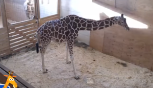 Bu görüntülər REKORD QIRDI: Zürafə öz balasını göz yaşları içində... - VİDEO