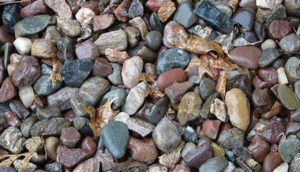 FOTODAKI heyvanı tapın - Hər kəsə asan gəlsə də çox az adam tapır