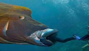 Görənlər gözlərinə inanmadı, nəhəng balıq insanı... - FOTOLAR