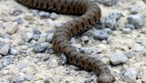 İlanlar niyə uzundur? - səbəbini eşidib şoka düşəcəksiz- VİDEO