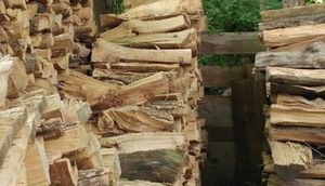 Heç kəs bu şəkildəki pişiyi tapa bilmir - FOTO