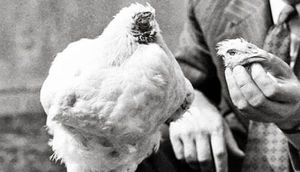 ŞOK! Bu xoruz 18 ay başsız yaşadı - FOTOLAR