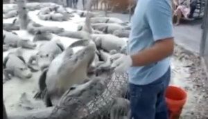 Timsahlara yem vermək istədi, özü yem oldu - VİDEO (+18)