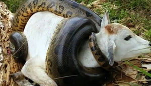 İNANILMAZ! İlan inəyi uddu - VİDEO