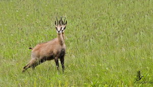 Bu şəkillərə ilk dəfə baxdıqda anlamaq çətindir - FOTOLAR